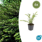 Lonicera pileata (Kornelkaperblume) – 6 Pflanzen, Ø 9 cm, 10–25 cm hoch