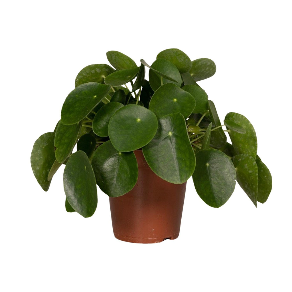 Pilea Peperomiodes – Ø15 cm, 25 cm hoog