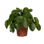 Pilea Peperomiodes – Ø15 cm, 25 cm hoog