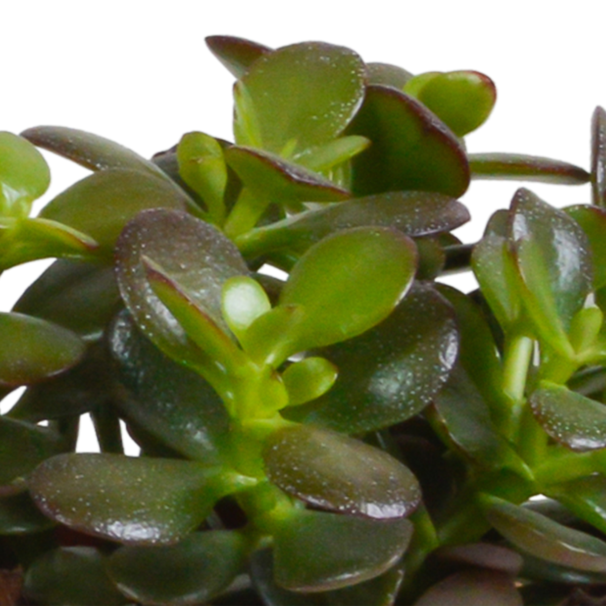Crassula mix (jadeplant) – Ø11 cm, 21 cm hoog