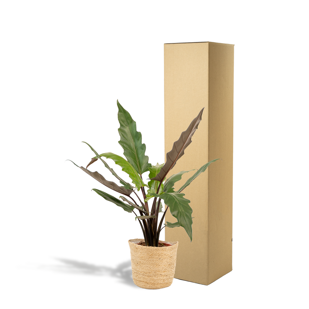 Alocasia Lauterbachiana (oreille d'éléphant) avec panier selin – Ø19 cm, 80 cm de haut