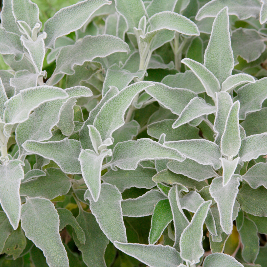 Stachys byzantina (Eselsohr) – 24 Pflanzen, Ø9 cm, 10–25 cm hoch – Bild 8