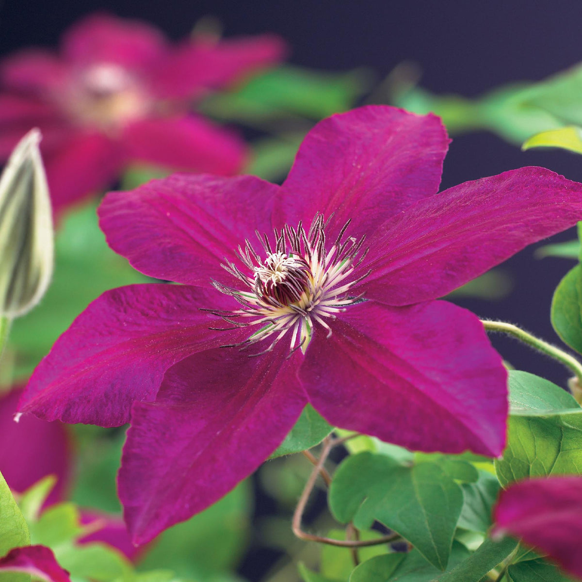 Clematis 'Westerplatte' (bosrank) – rood – 2 planten, Ø11 cm, 40 cm hoog