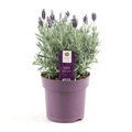 Lavendel (Lavandula) – Ø15 cm, 30 cm hoch – silber