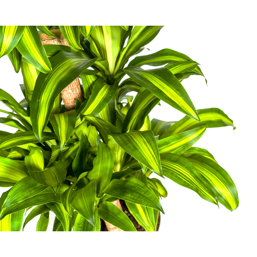 Dracaena fragrans Massangeana Carrousel (Drachenbaum) – Ø 30 cm, 130–150 cm hoch