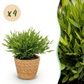 4× Bamusa Pogonatherum Monica (bambusgræs) med kurv – Ø12 cm, 20 cm høj