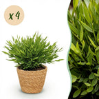 4× Bamusa Pogonatherum Monica (bambusgræs) med kurv – Ø12 cm, 20 cm høj