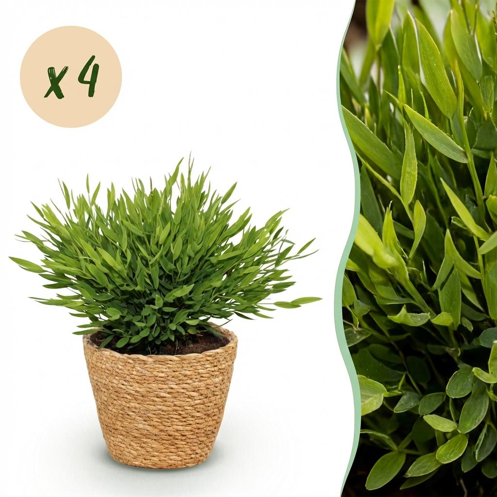 4× Bamusa Pogonatherum Monica (Bambusgras) mit Körbchen – Ø 12 cm, 20 cm hoch