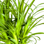 Beaucarnea recurvata Stam (olifantspoot) – Ø27 cm, 110–130 cm hoog