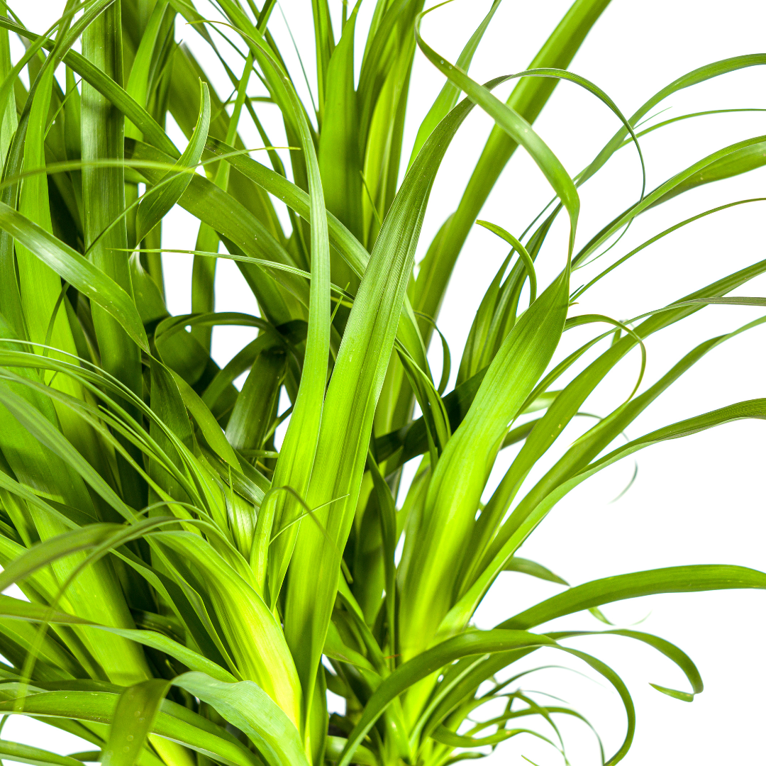 Beaucarnea recurvata Stam (olifantspoot) – Ø27 cm, 110–130 cm hoog