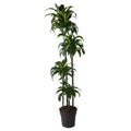 Dracaena Dorado (Drachenbaum) – Ø 27 cm, 170 cm hoch