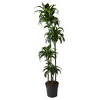 Dracaena Dorado (Drachenbaum) – Ø 27 cm, 170 cm hoch
