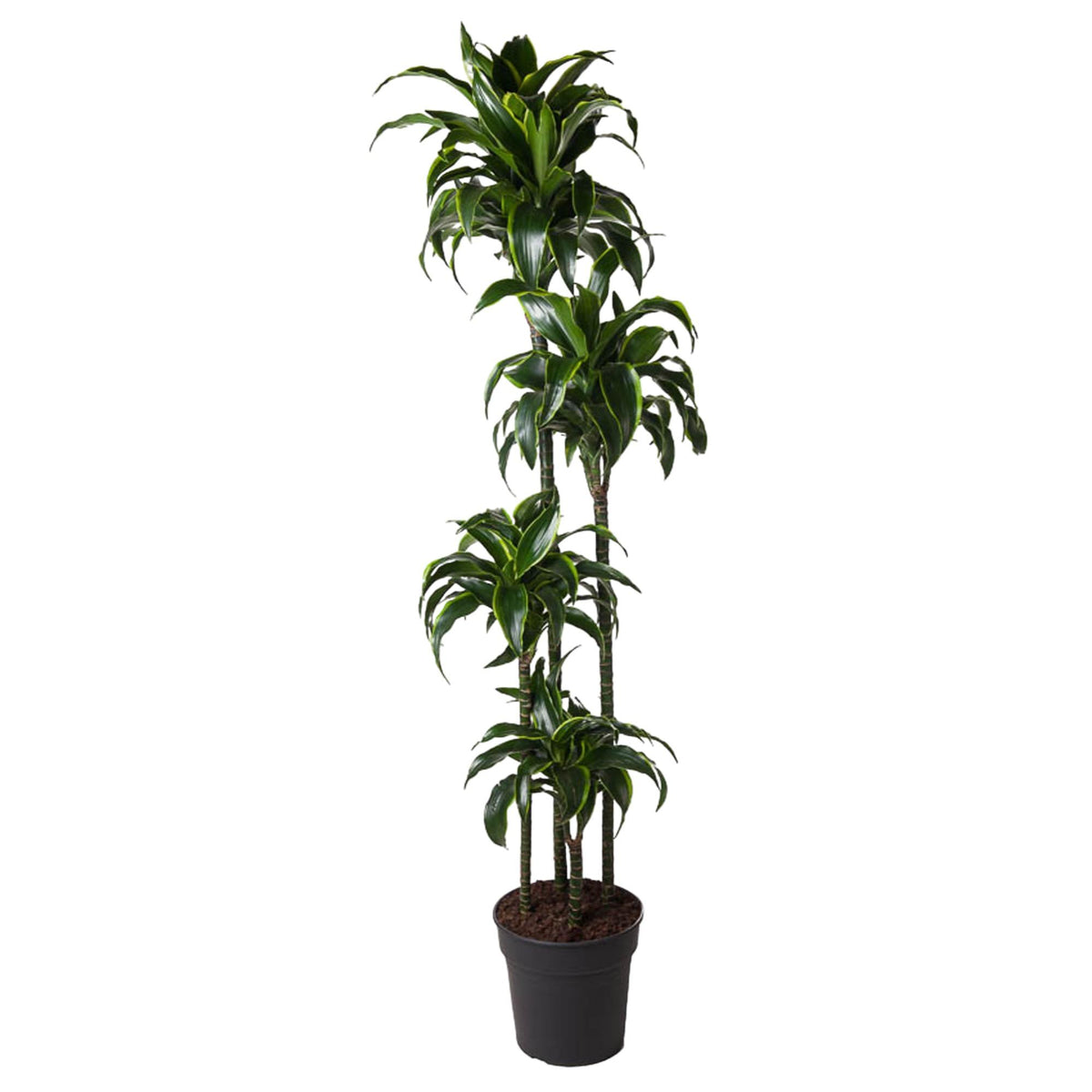 Dracaena Dorado (Drachenbaum) – Ø 27 cm, 170 cm hoch