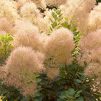 Cotinus coggyria 'Young Lady' (Pfeifenbaum) – 3 Pflanzen, Ø 12 cm, 35 cm hoch