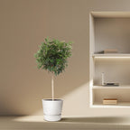 Schefflera arboricola Compacta boom (Dracaena) – Ø45 cm, 190 cm hoog