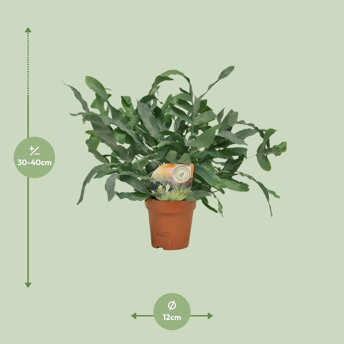 Phlebodium Blue Star (blauwvaren) – Ø12 cm, 35 cm hoog