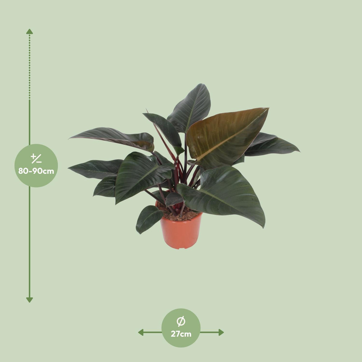 Philodendron Congo Red – Ø27 cm, 80 cm høj