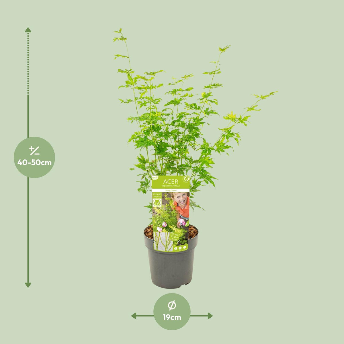 Acer palmatum 'Going Green' (Japanse esdoorn) – Ø19 cm, 50 cm hoog