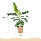 Musa acuminata Dwarf Cavendisch (bananenplant) met mand – Ø21 cm, 70–75 cm hoog