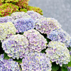 Hydrangea 'Magical Jewel Blue' (Hortensie) – blau – Ø 23 cm, 55 cm hoch