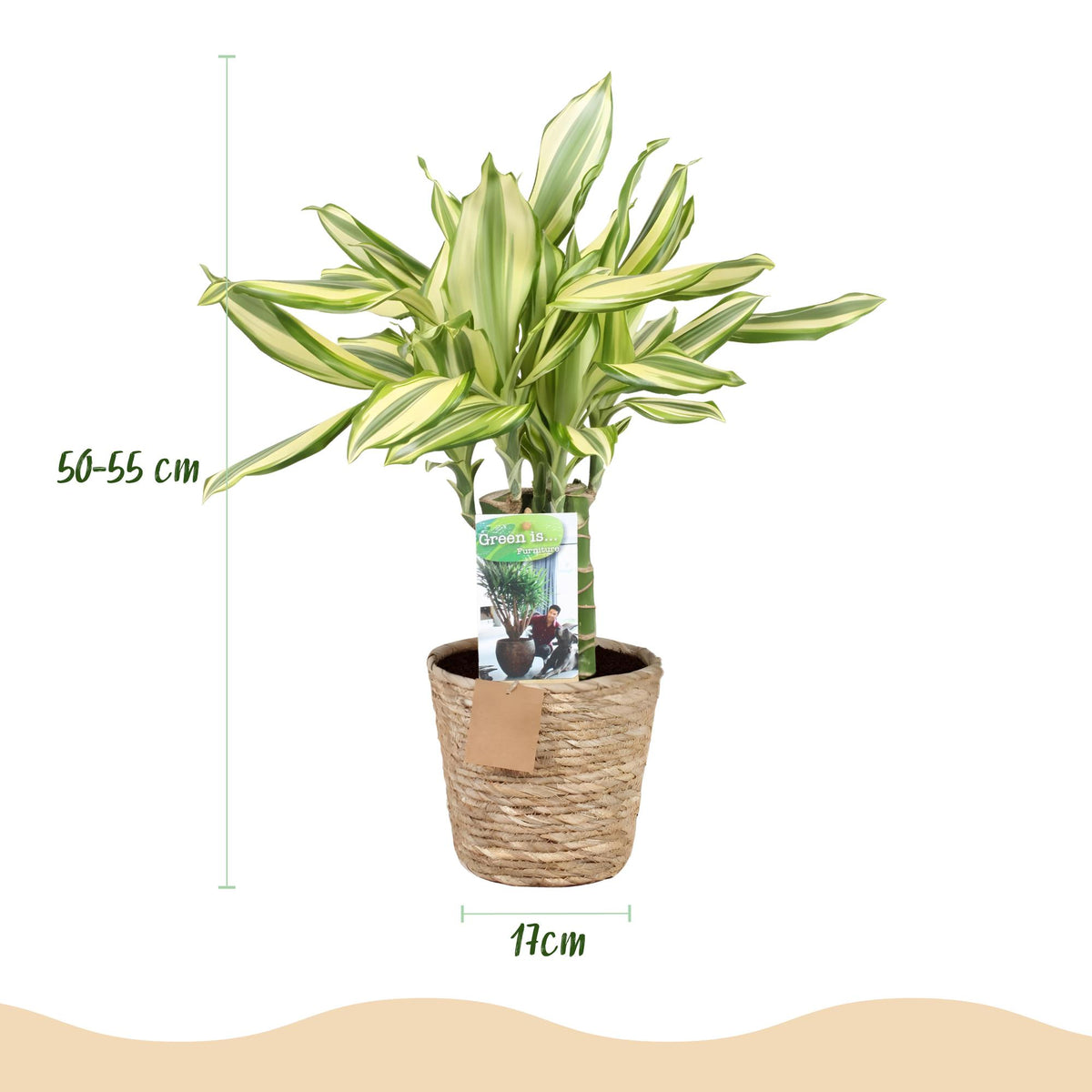Dracaena fragrans Diamond Dream (Drachenbaum) mit Korb – Ø 17 cm, 50–55 cm hoch