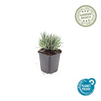 Lavandula int. 'Edelweiss' (lavande) – 12 plantes, Ø9 cm, 10–25 cm de haut