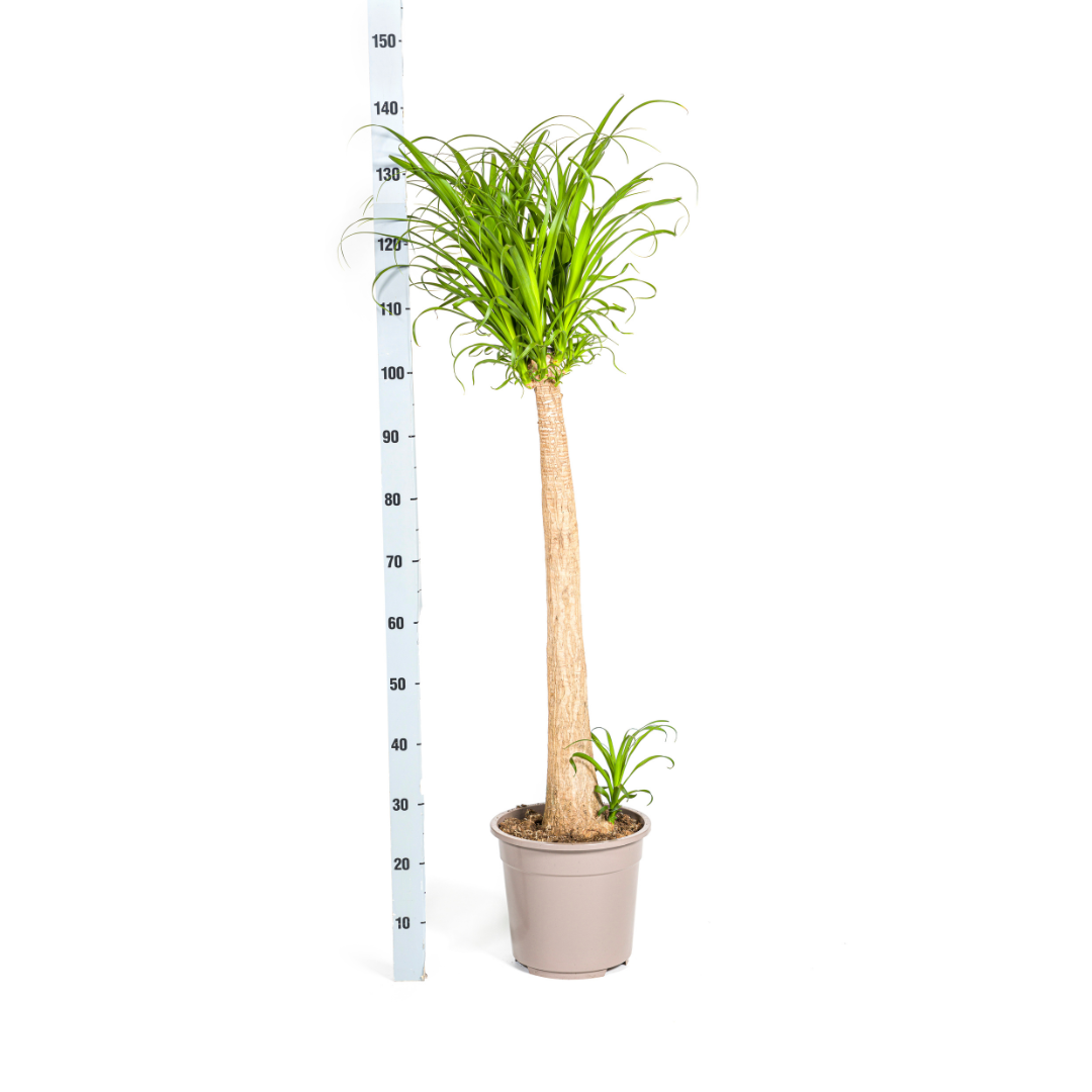 Beaucarnea recurvata Stam (olifantspoot) – Ø27 cm, 110–130 cm hoog