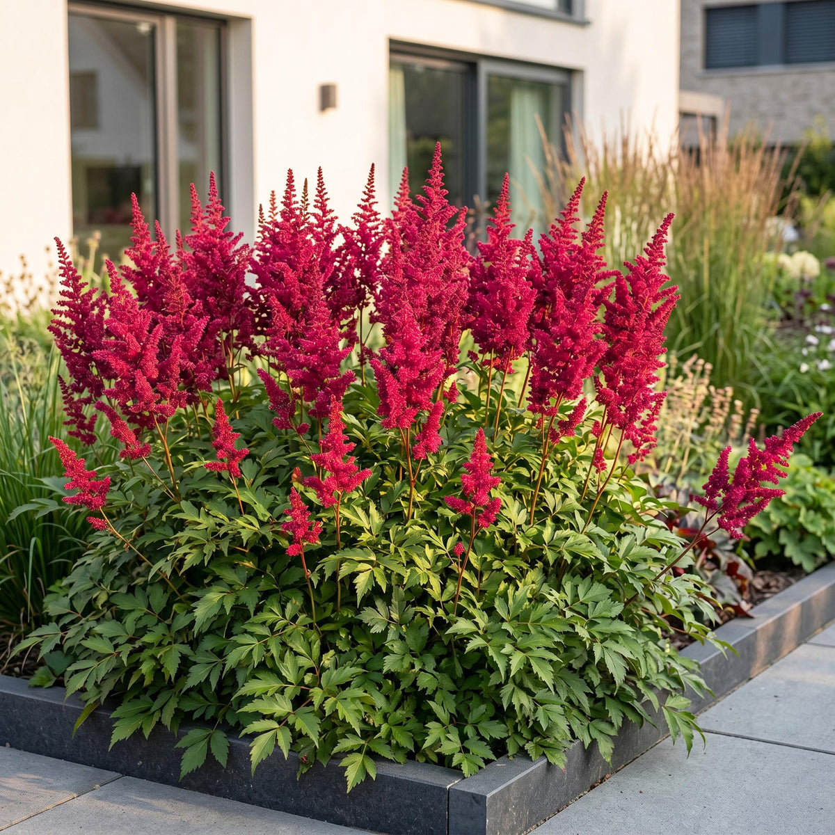 Astilbe 'Fanal' (Fliederblumen-Astilbe) – rot – Ø11 cm, 15–25 cm hoch – Bild 6