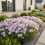 Phlox 'Benita' (phlox) – bleu – 3 plantes, Ø11 cm, 15–25 cm de haut