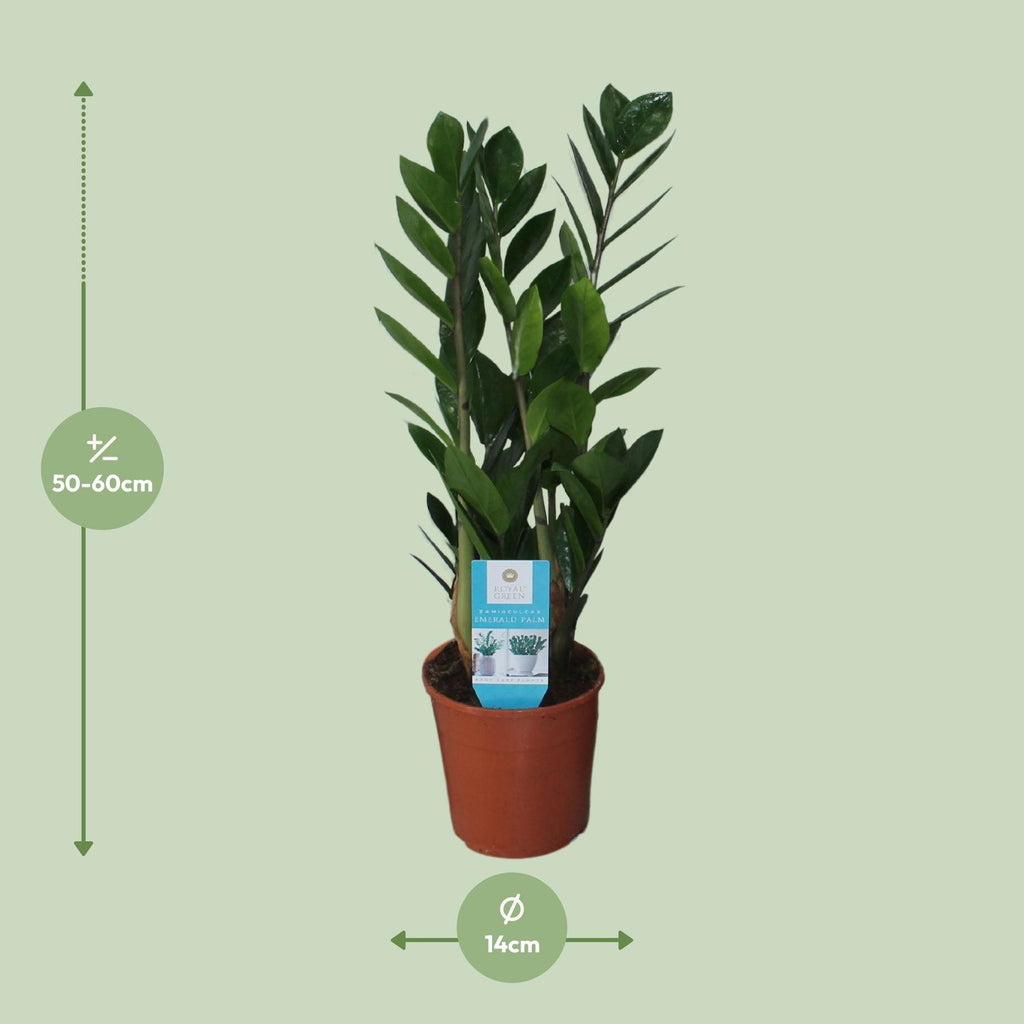 Zamioculcas zamiifolia (zz-plant) – Ø14 cm, 55 cm hoog – foto 2