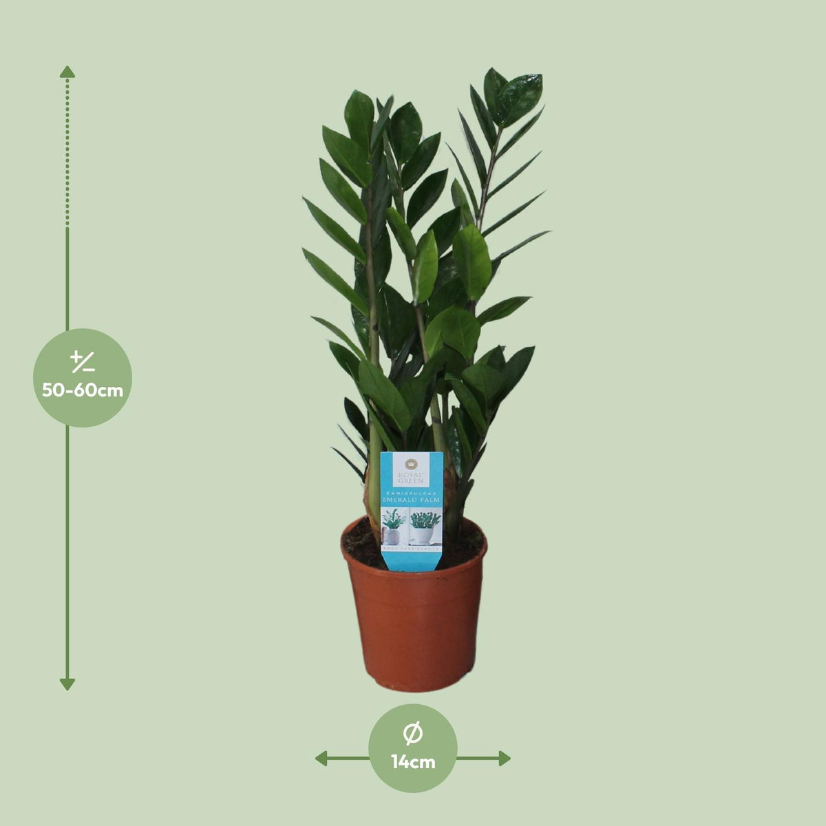 Zamioculcas zamiifolia (zz-plant) – Ø14 cm, 55 cm hoog
