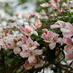 Clématite 'Hagley Hybrid' (grimpante) – 6 plants