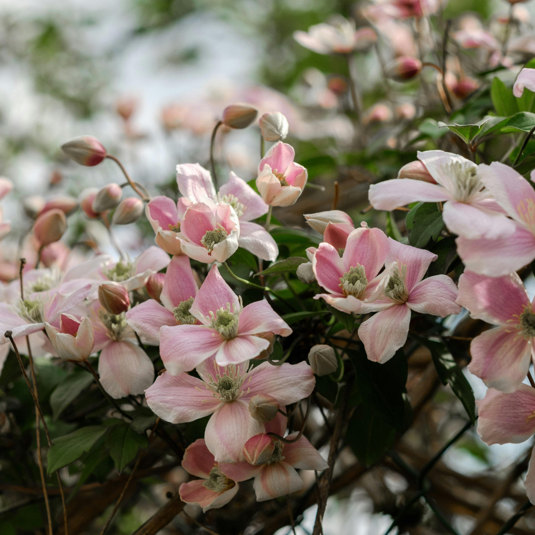 Clematis 'Hagley Hybrid' (bosrank) – 6 planten