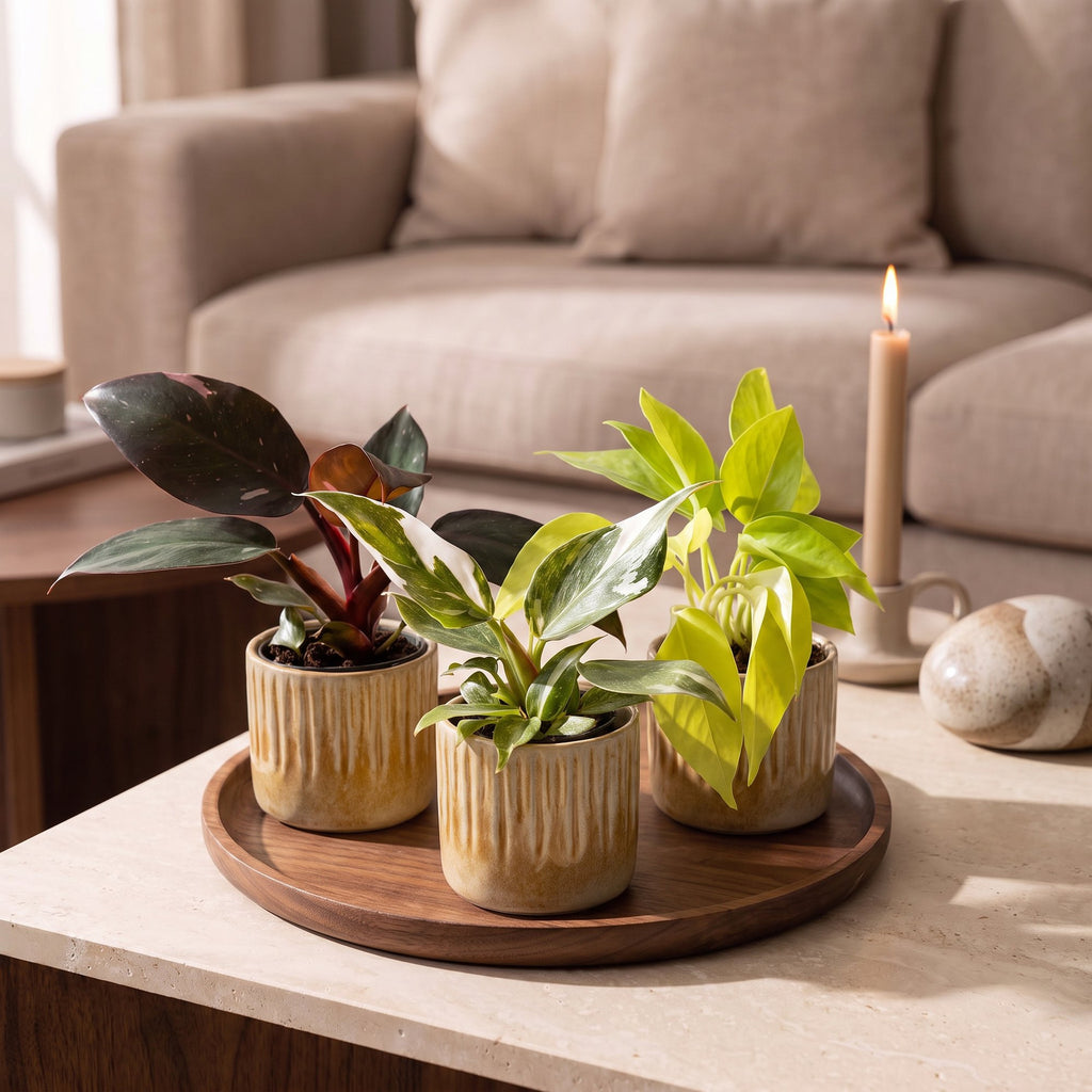 3× Philodendron tricolore bébé incl. Linnea Honey – Ø6 cm, 10–15 cm de haut
