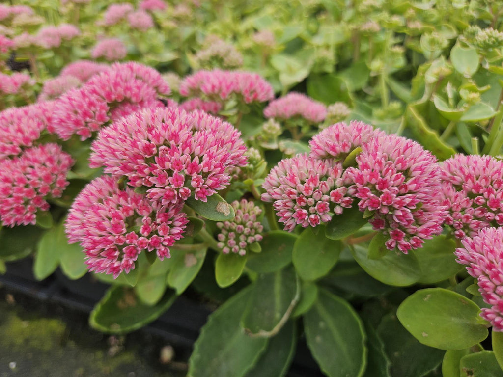 Sedum 'Herbstfreude' (stonecrop) – 6 plants, Ø9 cm, 10–25 cm high – photo 6