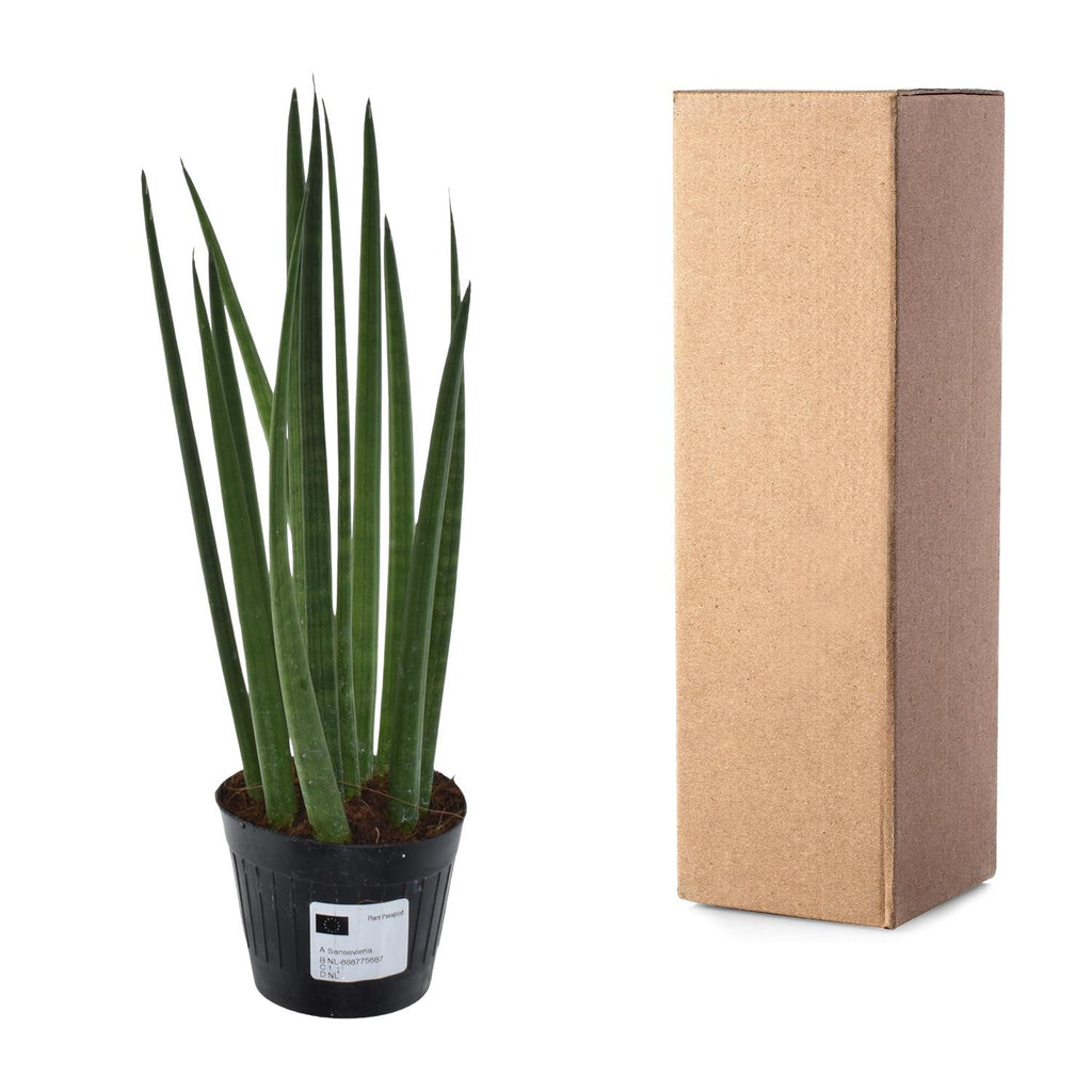 Sansevieria cylindrica 'Bacularis' / Mikado (snake plant) – Ø10 cm, 38 cm high – photo 3