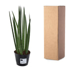 Sansevieria cylindrica 'Bacularis' / Mikado (snake plant) – Ø10 cm, 38 cm high