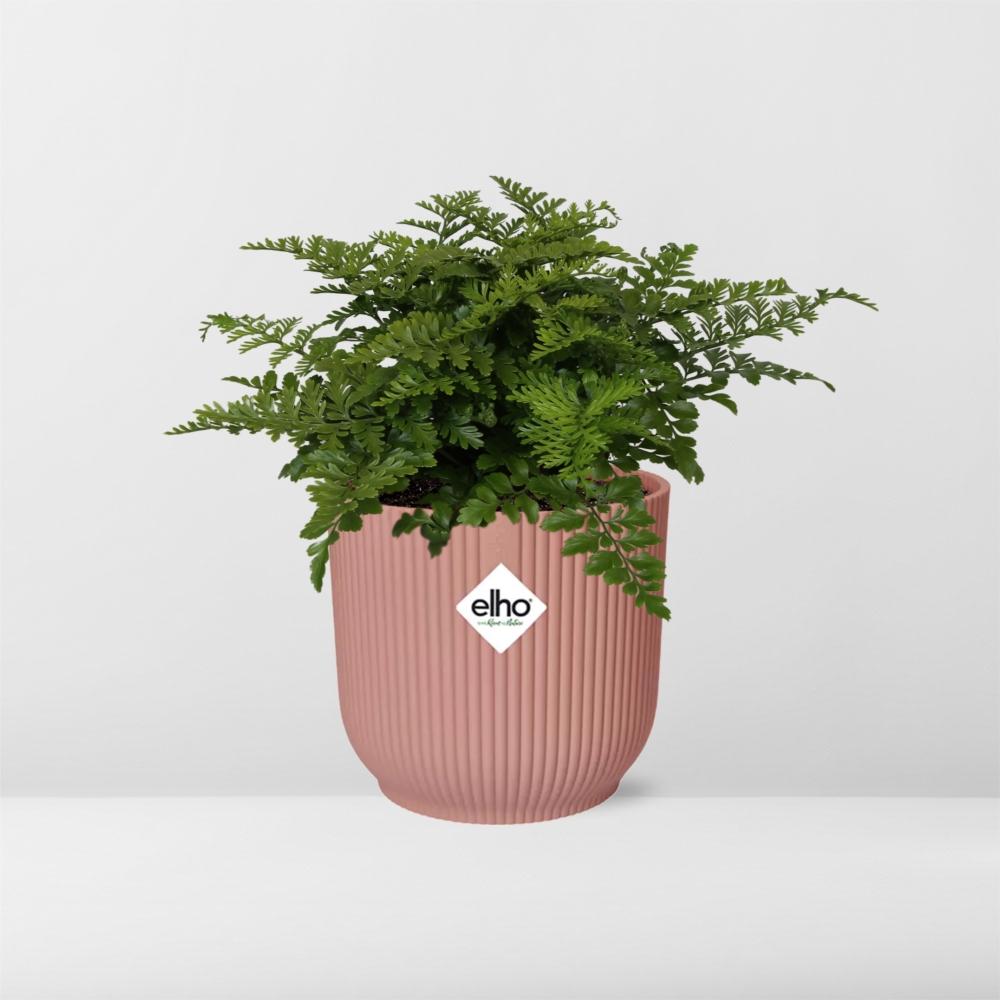 Asplenium Parvati i ELHO Vibes Fold 14 cm rosa (fågelvägg) – 25 cm hög – bild 12