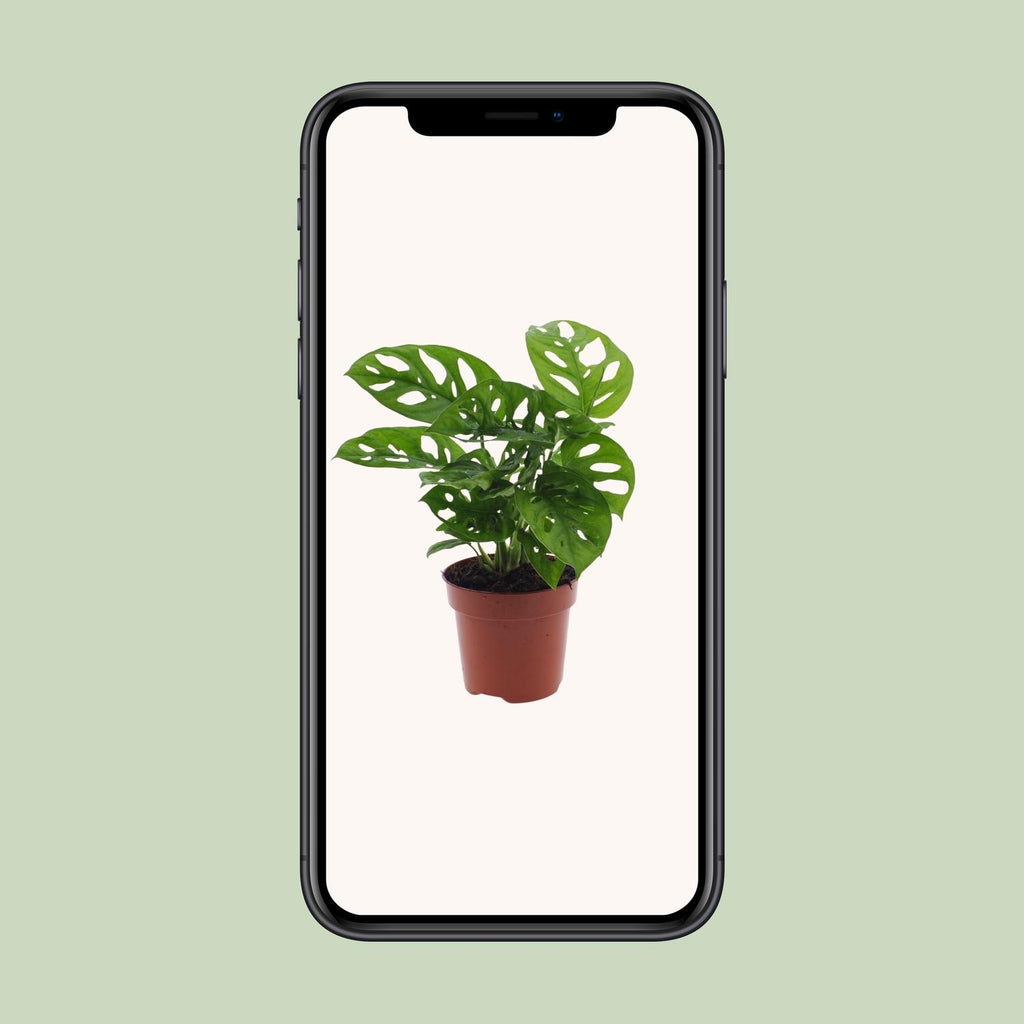 Hulplante (Monstera) – Ø12 cm, 30 cm høj