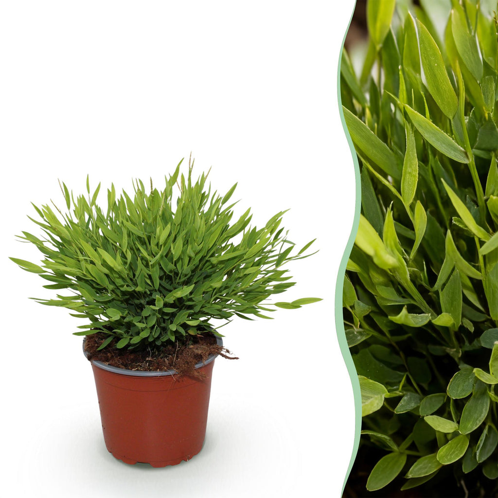 Bamusa Pogonatherum Monica (herbe de bambou) – Ø12 cm, 20 cm de haut