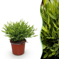 Bamusa Pogonatherum Monica (herbe de bambou) – Ø12 cm, 20 cm de haut