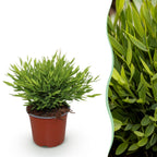 Bamusa Pogonatherum Monica (herbe de bambou) – Ø12 cm, 20 cm de haut