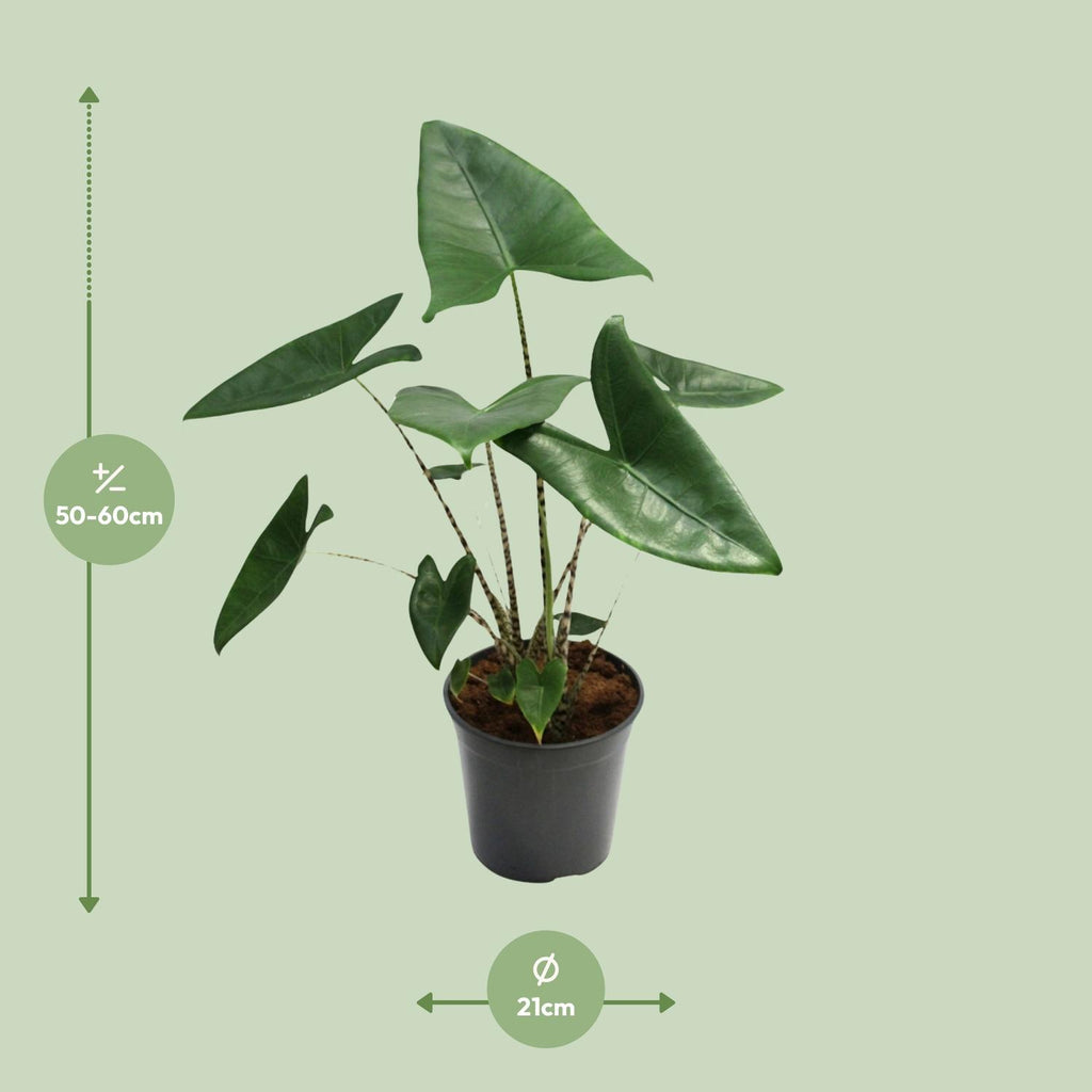Alocasia zebrina (Zebrano-Alocasia) – Ø 21 cm, 80 cm hoch – Bild 7