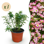 Rosa 'Cutie Pie' (rosier) – rose – 3 plants, Ø12 cm, 20–25 cm de haut
