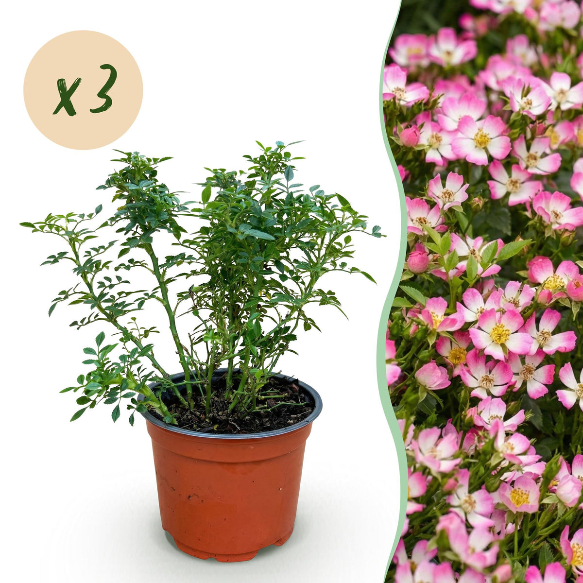 Rosa 'Cutie Pie' (rosier) – rose – 3 plants, Ø12 cm, 20–25 cm de haut