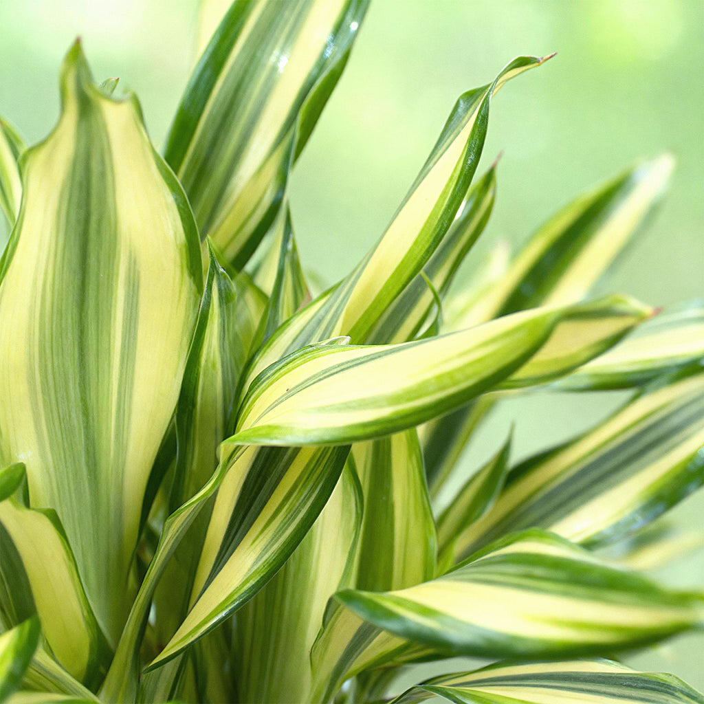 Dracaena fragrans Diamond Dream (Drachenbaum) – Ø 17 cm, 50–55 cm hoch
