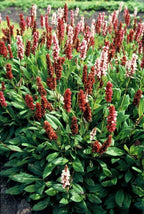 Persicaria aff. 'Darjeeling Red' (knotweed) – 6 plants, Ø9 cm, 10–25 cm high