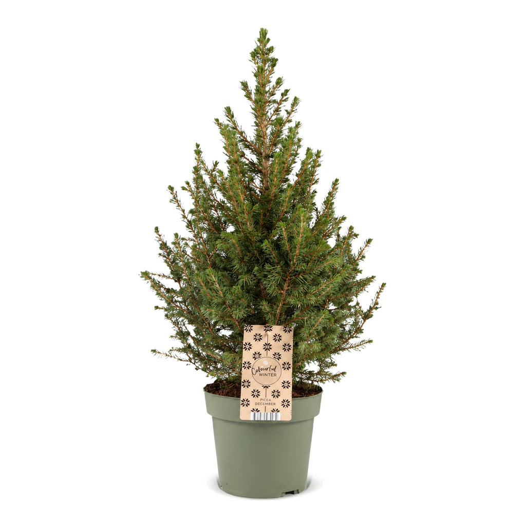 Picea glauca Conica (petit sapin de Noël) – Ø 17 cm, 65 cm de haut