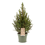 Picea glauca Conica (petit sapin de Noël) – Ø 17 cm, 65 cm de haut
