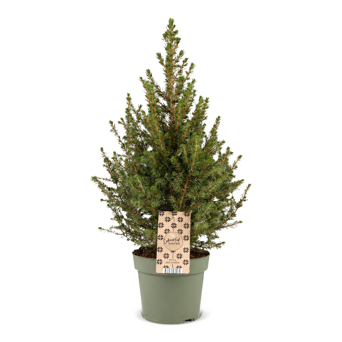 Picea glauca Conica (petit sapin de Noël) – Ø 17 cm, 65 cm de haut